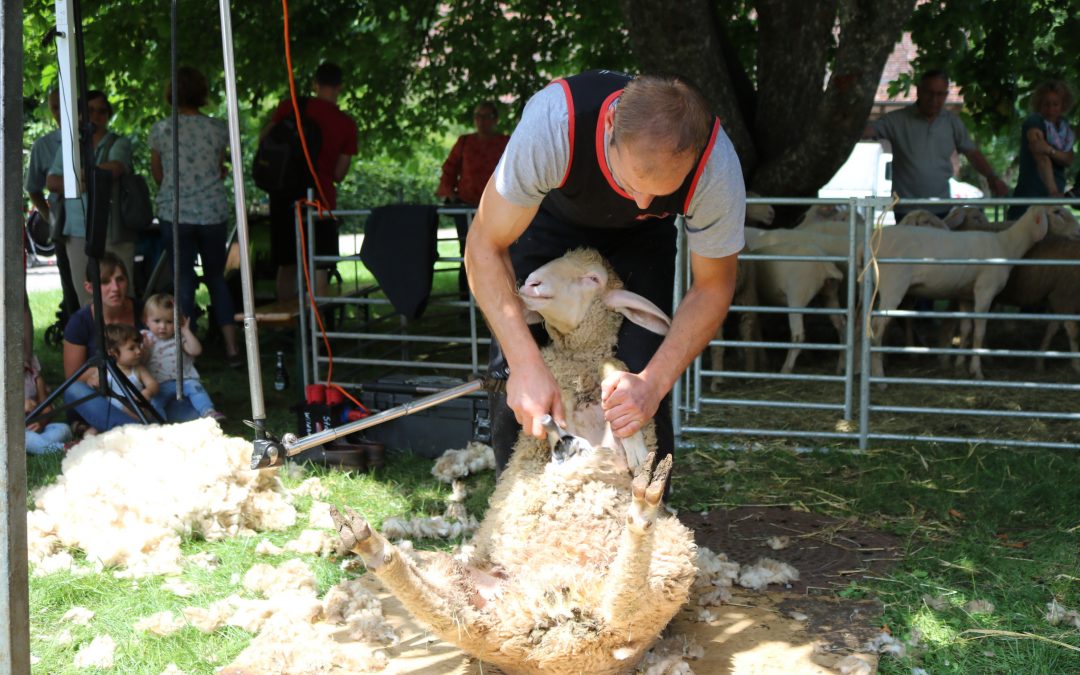 Schäferaktionstag: Von der Schafschur bis zum Pullover
