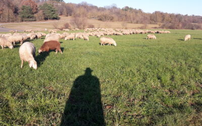Tradition der Schafhaltung in Wildberg