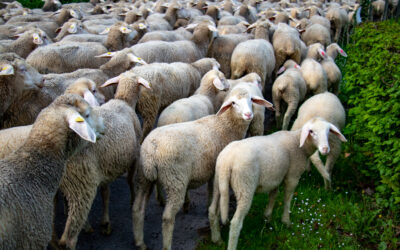 Impressionen vom Schäferlauf 2022