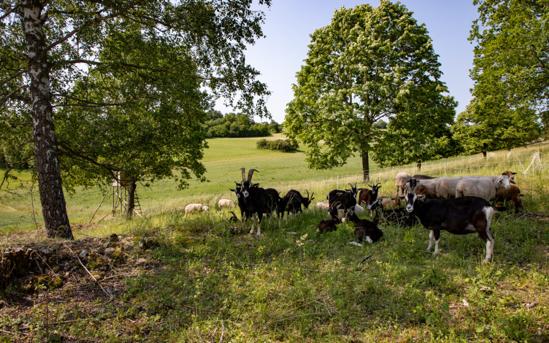 Landschaftspflege mit Ziegen, Schafen, Kühen und Pferden