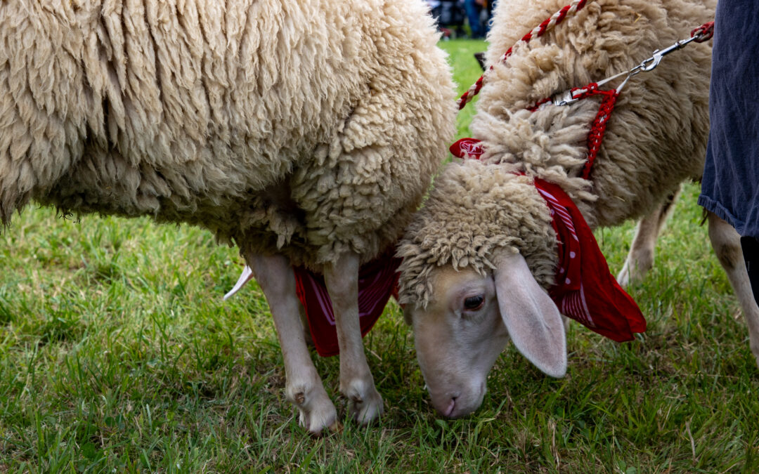 Sonderbusse zum Schäferlauf 2026