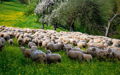 Schäfer sein ist idyllisch und anspruchsvoll zugleich
